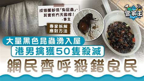 金龜子入屋|廚房滅蟲｜黑金龜襲民居！產卵達200粒食腐肉糞便專 